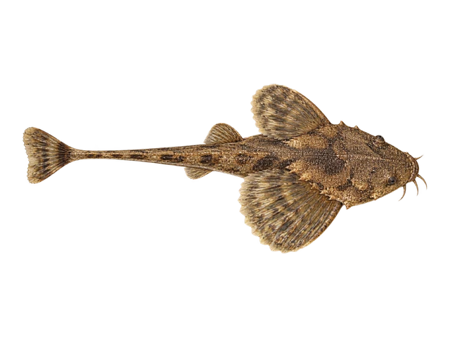 Banjo Catfish