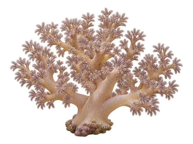 Kenya Tree