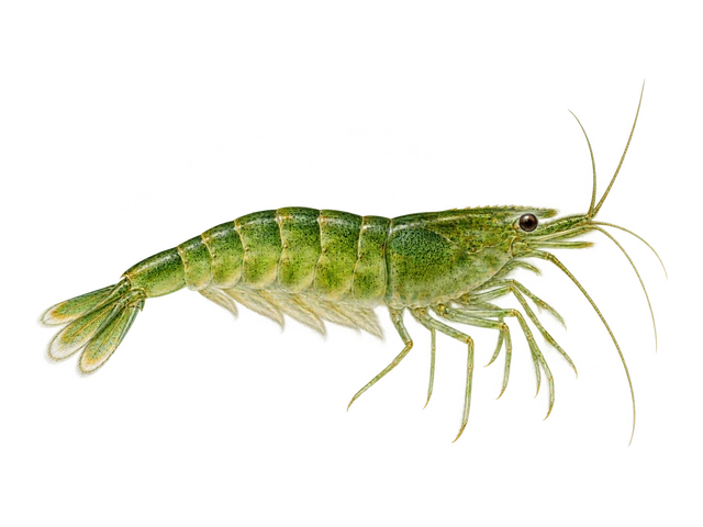 Green Babaulti Shrimp