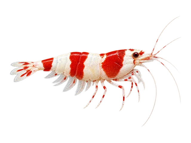 Crystal Red Shrimp