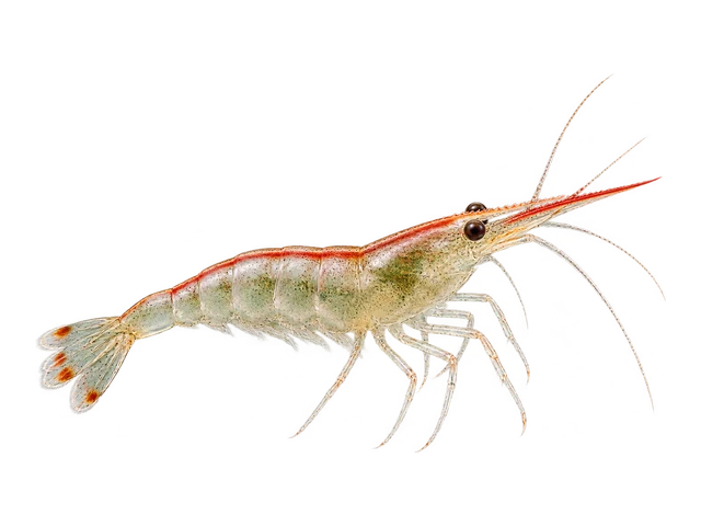Red Nose Shrimp