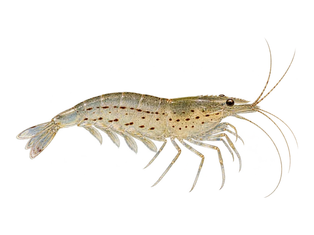 Amano Shrimp