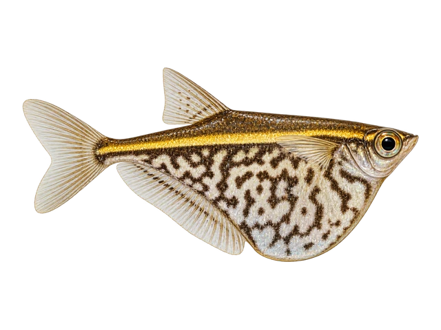 Marbled Hatchetfish