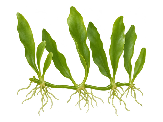 Caulerpa Prolifera