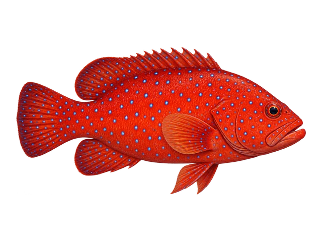 Miniatus Grouper