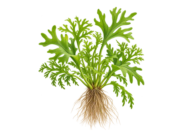 African Water Fern