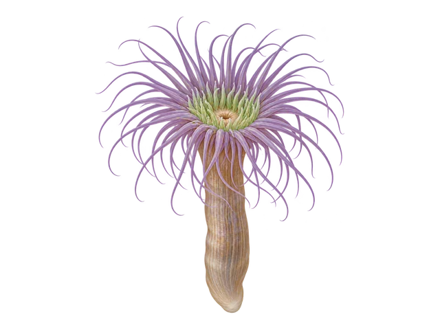 Tube Anemone