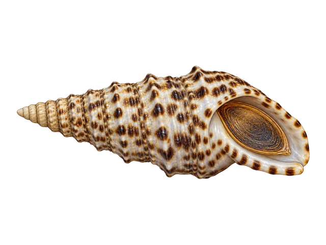 Florida Cerith Snail
