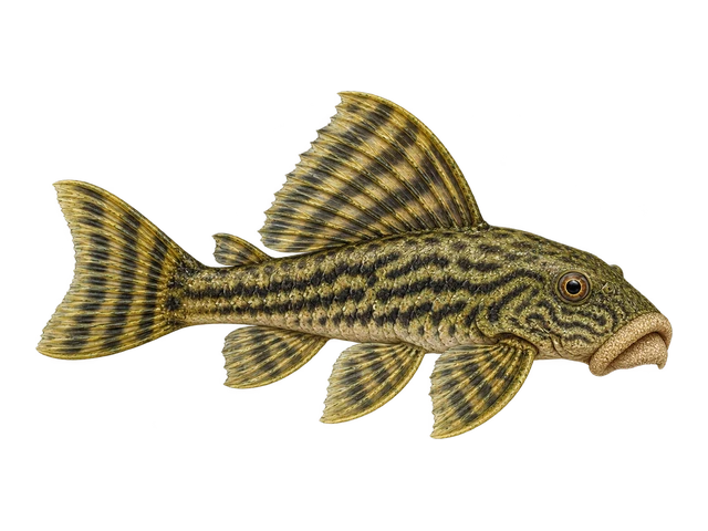 Rubber Lip Pleco