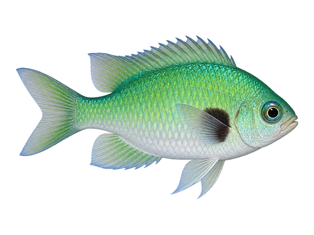 Black-axil Chromis