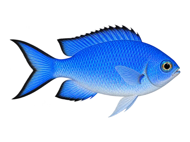 Blue Reef Chromis