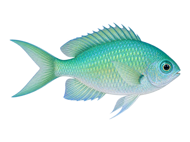 Green Chromis
