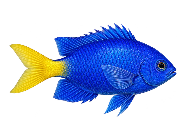 Yellowtail Damselfish