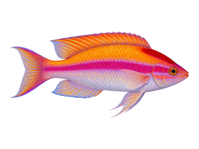 Orange-back Fairy Wrasse