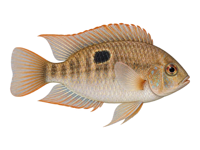 Keyhole Cichlid