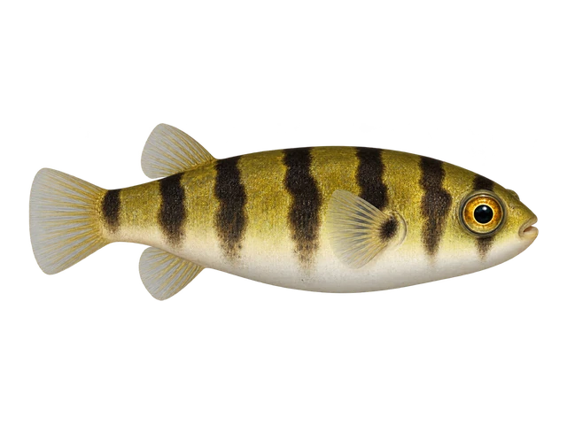 Amazon Puffer