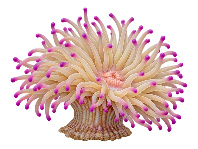 Condylactis Anemone