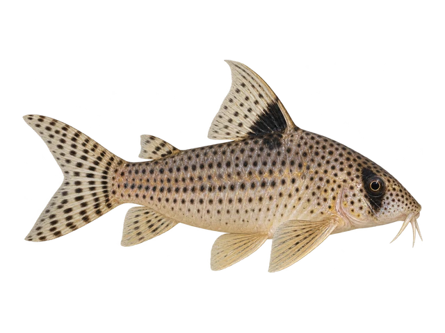 Delphax Cory
