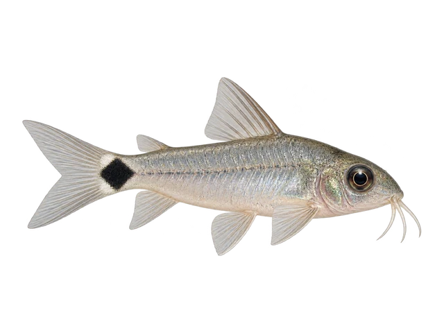 Tail Spot Pygmy Cory