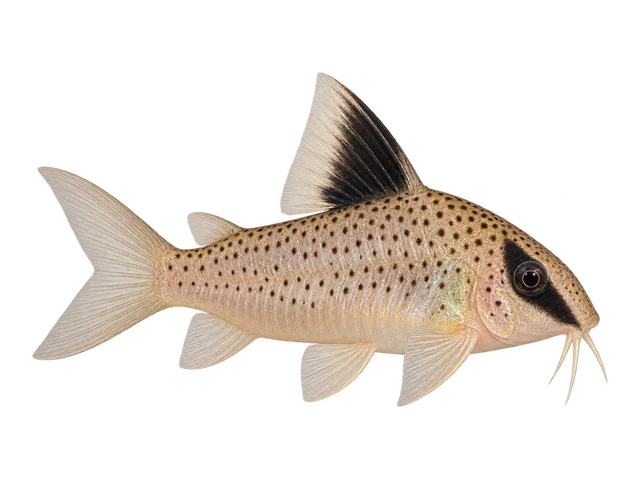 Melanistius Cory (Black Sail)