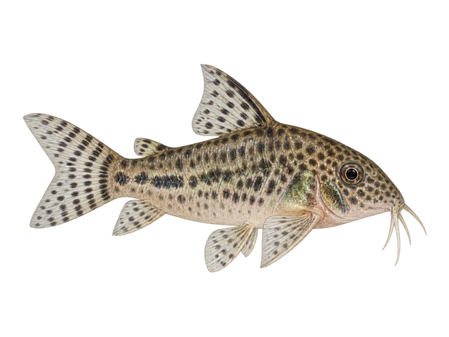 Peppered Corydoras