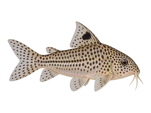 Leopard Cory