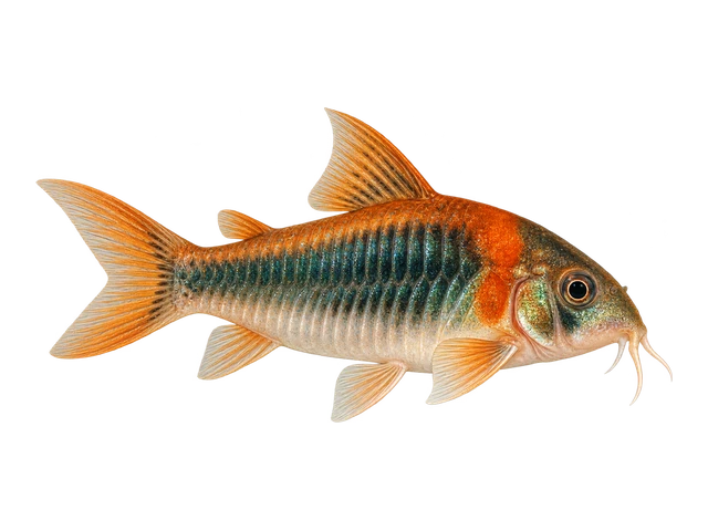 Venezuelan Cory