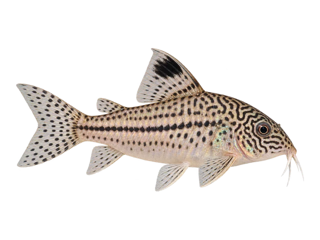 False Julii Corydoras