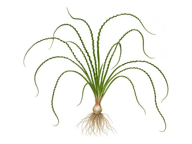 Crinum Calamistratum