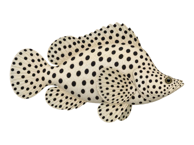 Panther Grouper