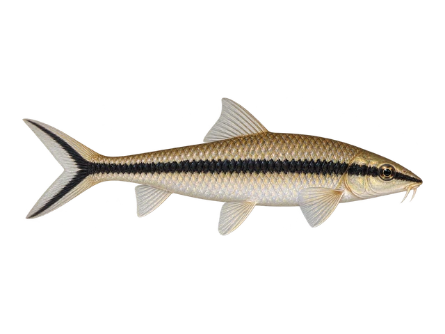 Siamese Algae Eater