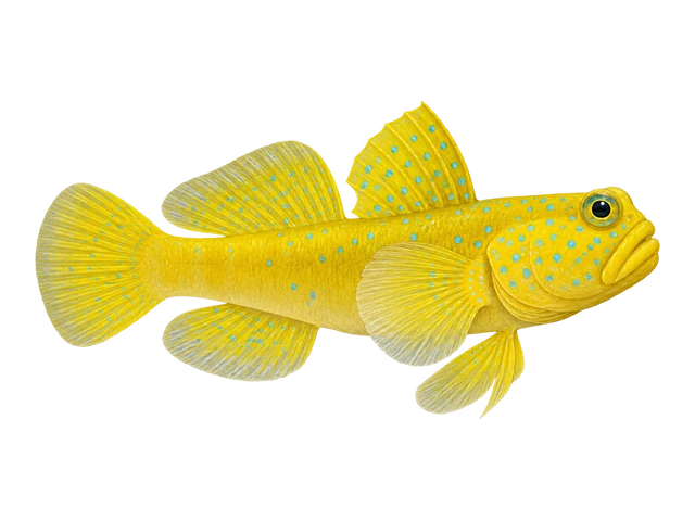 Yellow Watchman Goby
