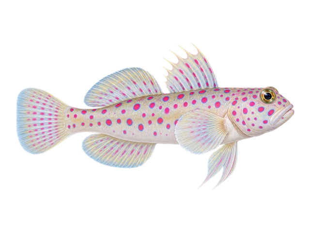 Pink-spotted Watchman Goby
