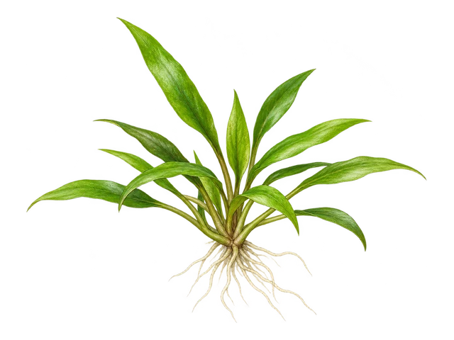 Cryptocoryne Parva