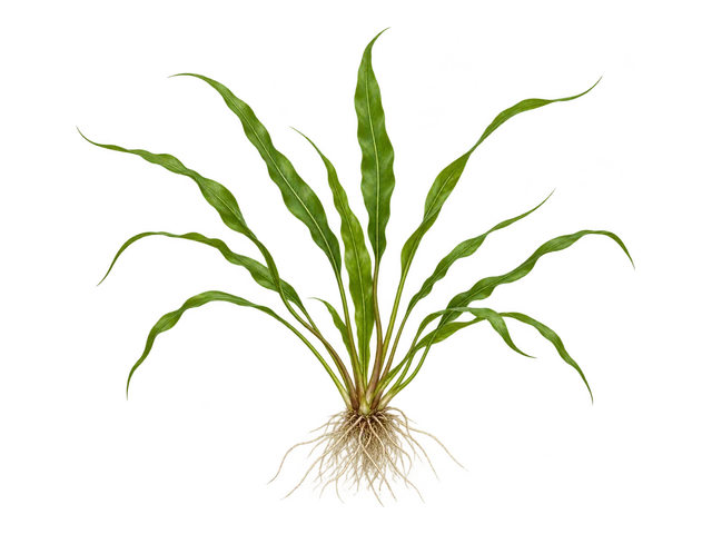 Cryptocoryne Spiralis