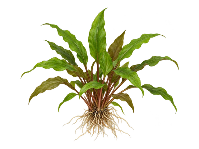 Cryptocoryne Lutea
