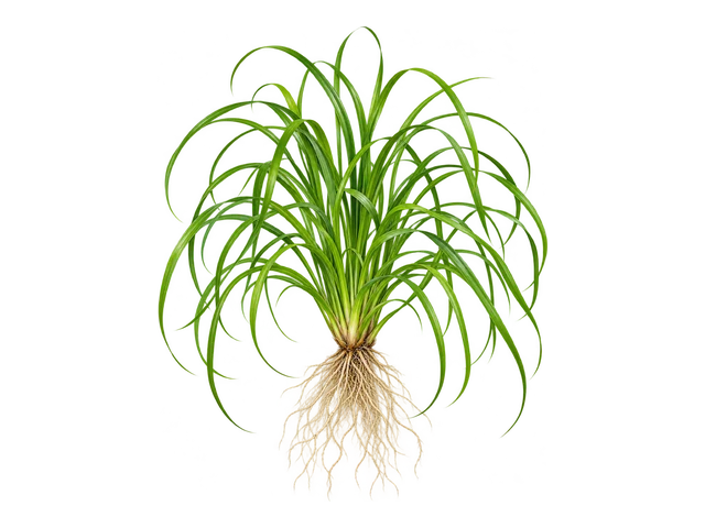 Cyperus Helferi