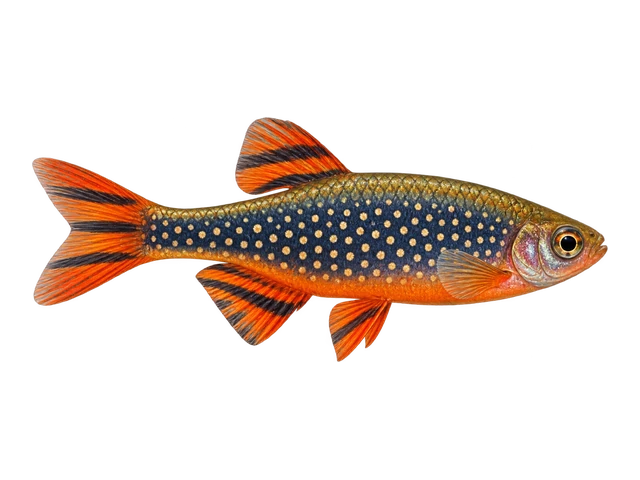 Celestial Pearl Danio