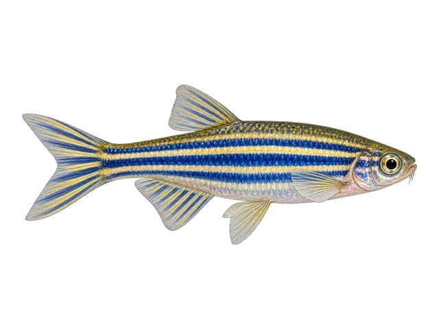 Zebra Danio
