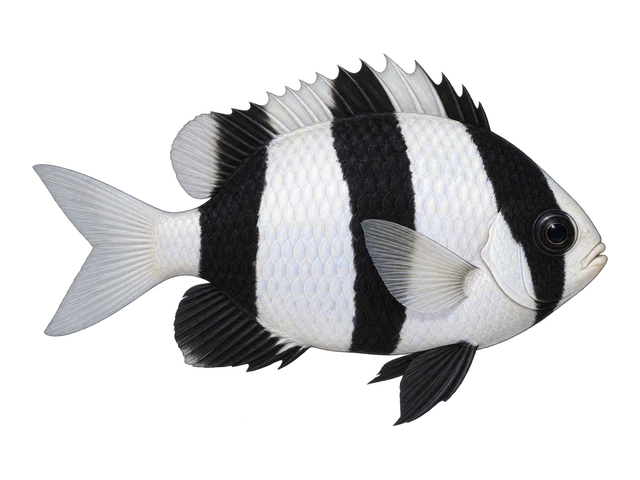 Three-stripe Damselfish