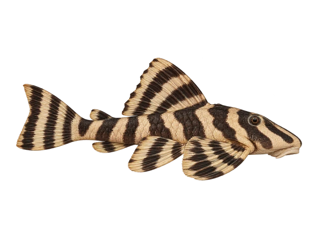 Butterfly Pleco (L052)
