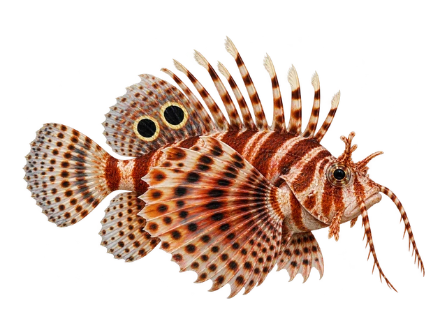 Fu Manchu Lionfish