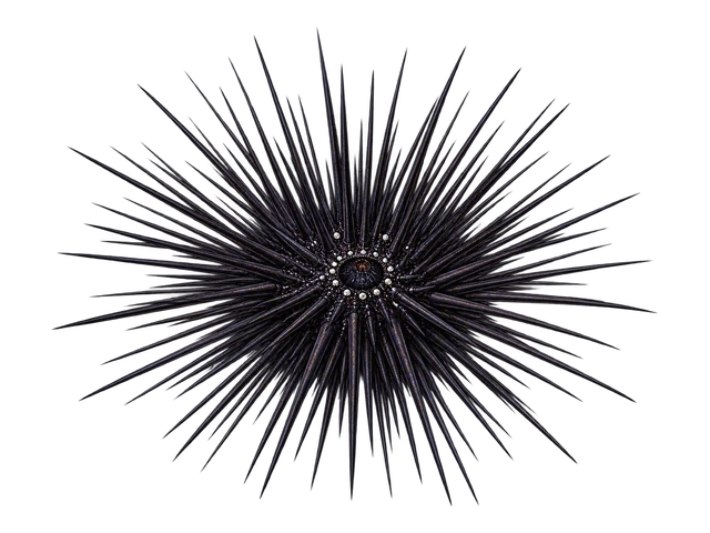 Longspine Urchin