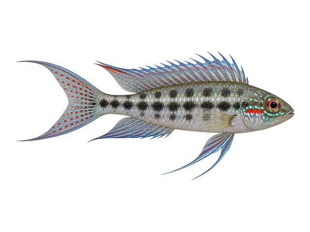 Checkerboard Lyretail Cichlid