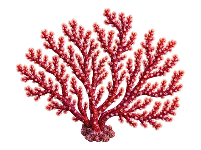 Red Finger Gorgonian