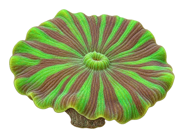 Striped Mushroom