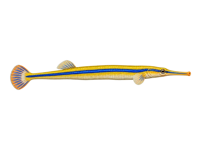 Bluestripe Pipefish