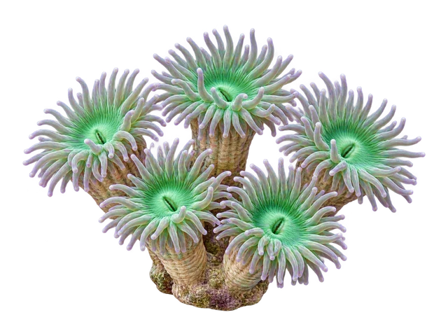 Duncan Coral