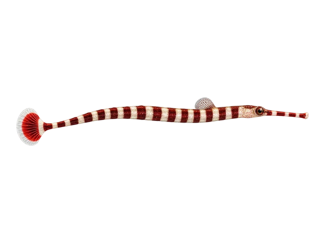 Banded Pipefish