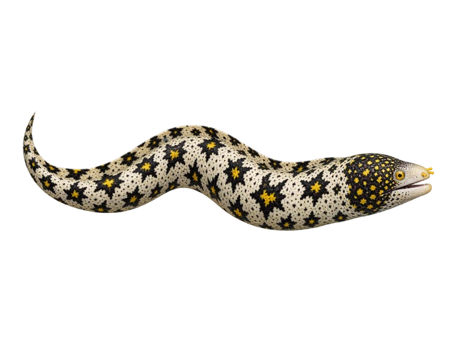 Snowflake Moray Eel